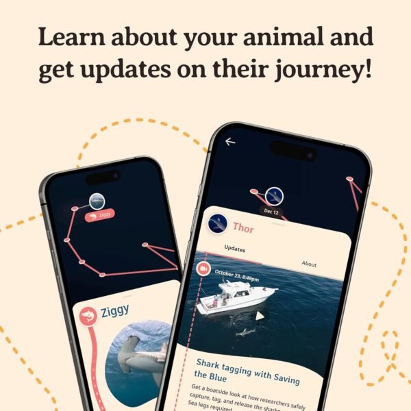 Shark Tracking Bracelet – Track a Real Shark’s Journey – Supports Wildlife Conservation – Elastic, One Size Fits Most – on Interactive Mobile App Map – Unisex Ocean Conservation Gift